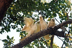 2000 - Australie 254T